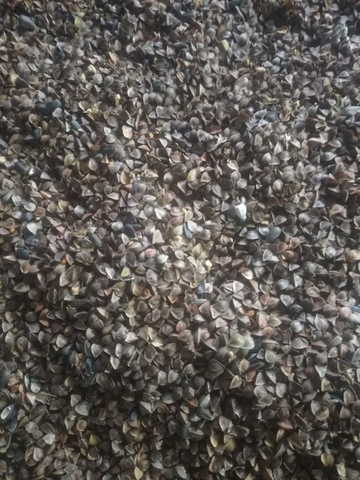 Гречка чистая мешок 3500 тг