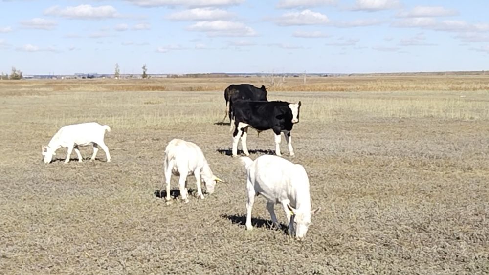 Заиинские чистопородные козы