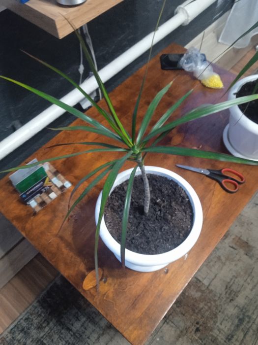 Драцена. Продам цветы