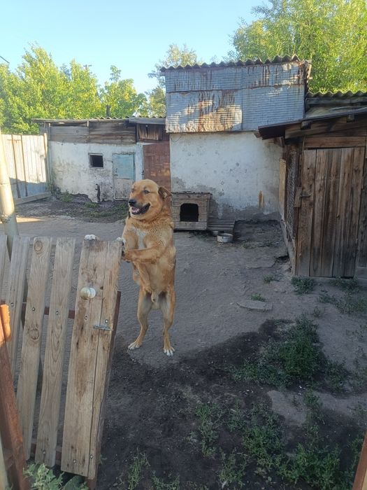 Отдам в хорошие руки