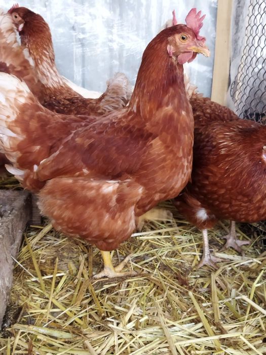 Продам куры домашние