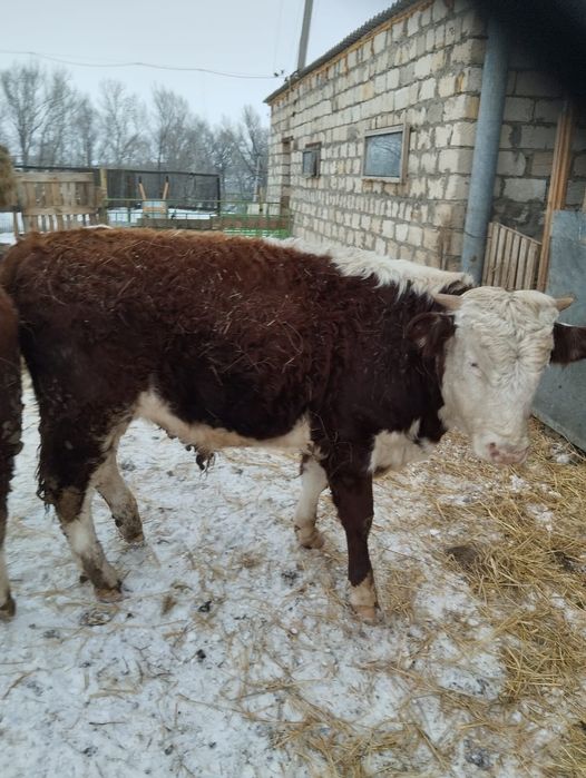 Продам бычков и телочек