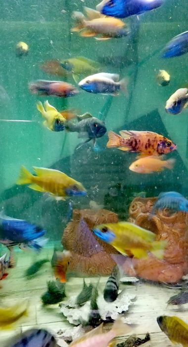 Африкански Цихлиди  автоматична хранилка декоративни рибки!