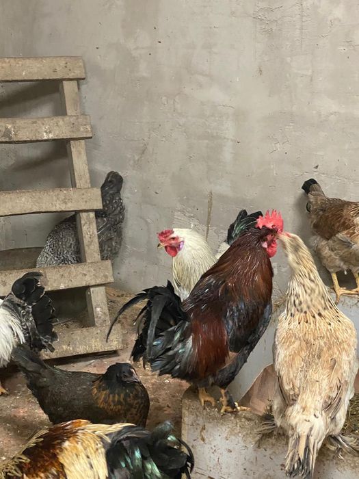 Продам задиристых петухов.
