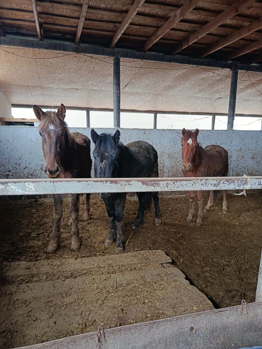 Биелер сатылады, 5-бас.