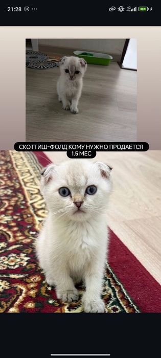 Кошка скоттиш-фолд