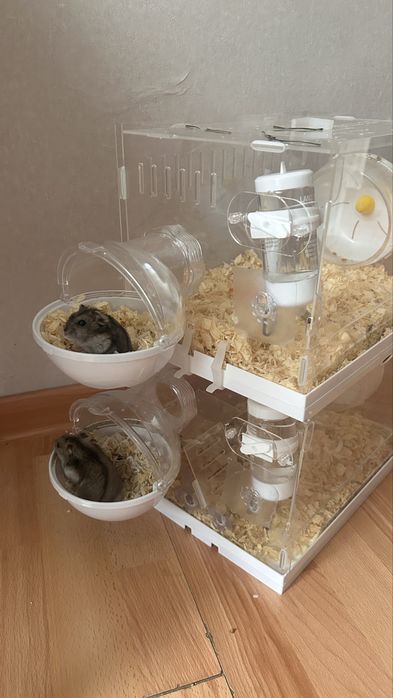 Джунгарики с клеткой