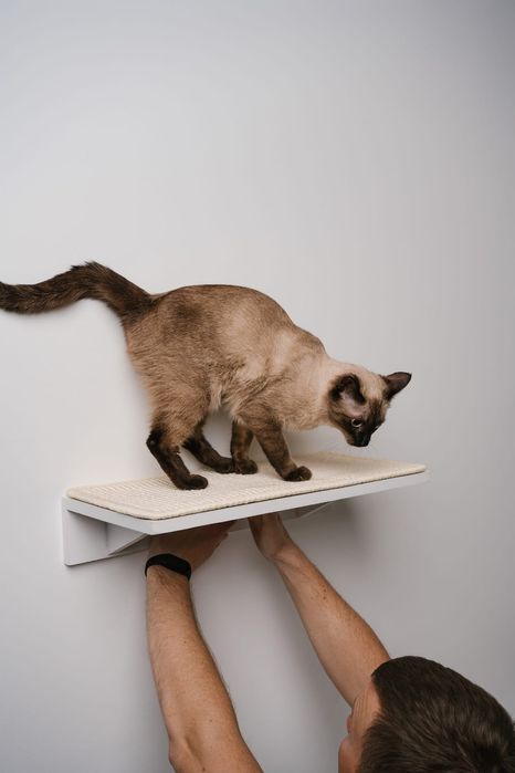 Настенные полки для кошек