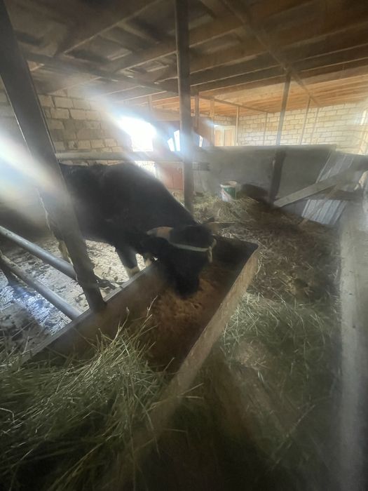 БҰҚА сатылады 3жасар