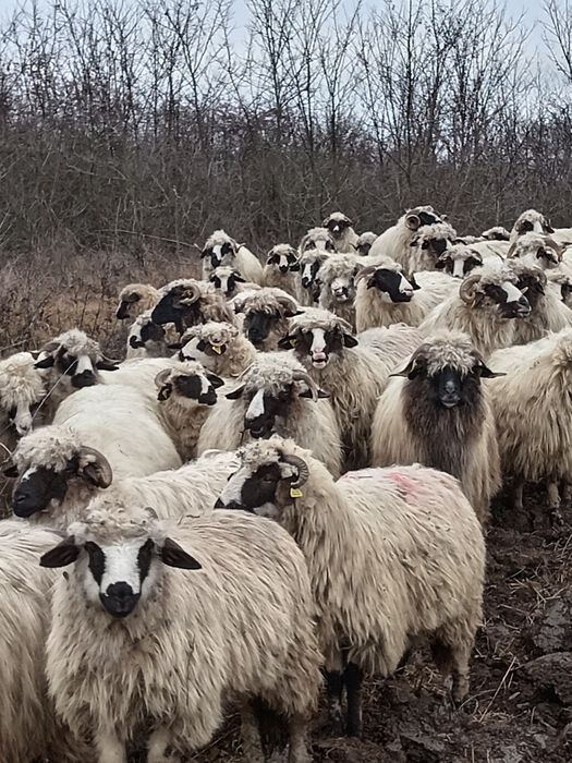 Cînd 30 de oi și 30 de botine