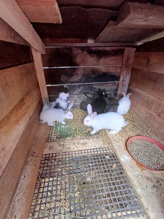 Vând iepuri urias german