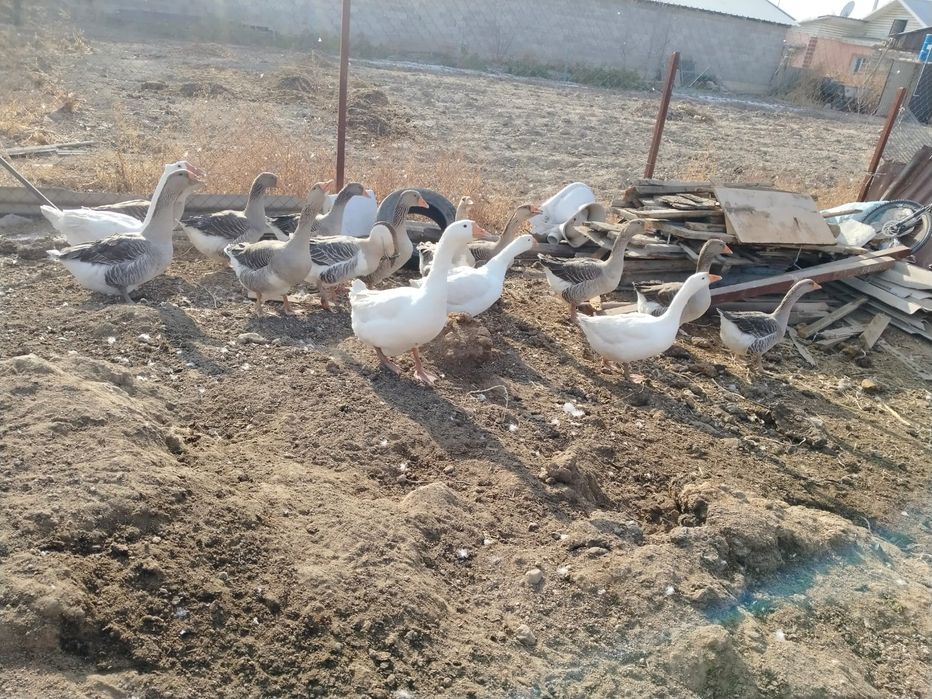 Продаю гусей 16 штук