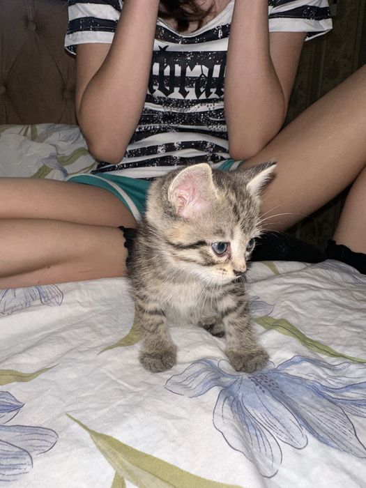 Отдам котят в хорошие руки