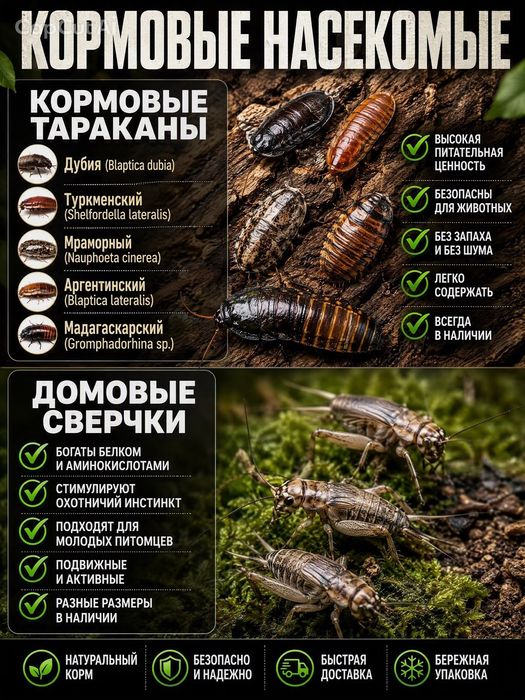 Мраморный таракан