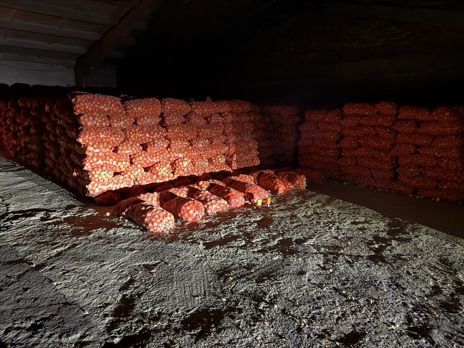 Лук Манас F1, Пандеро F1