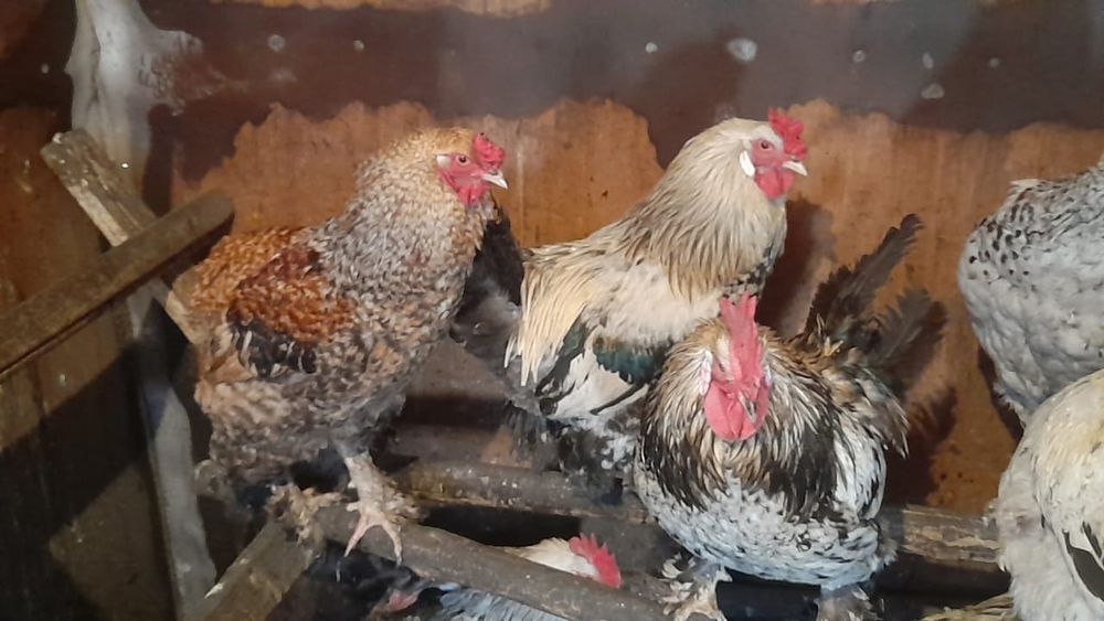 Продам домашних петухов майских