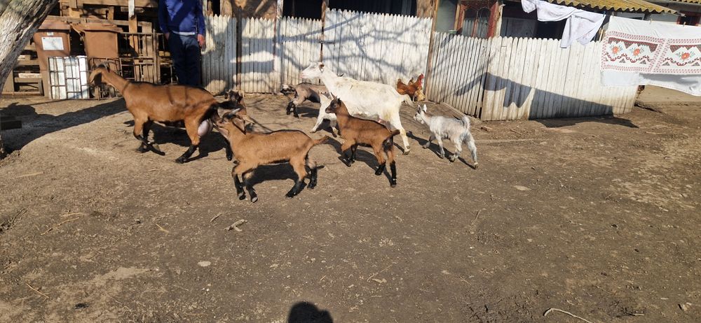 Vand iedute alpin francez