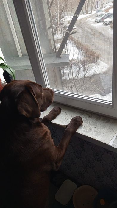 Кобель лобрадора ретривера.вязка