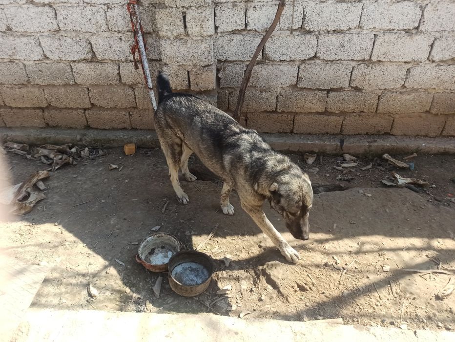 Продам собак кангала и чопонит