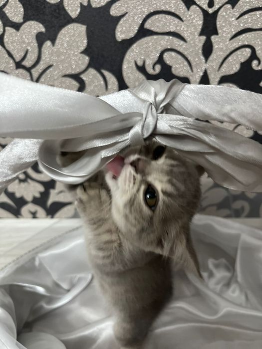 Котенок чистокровный