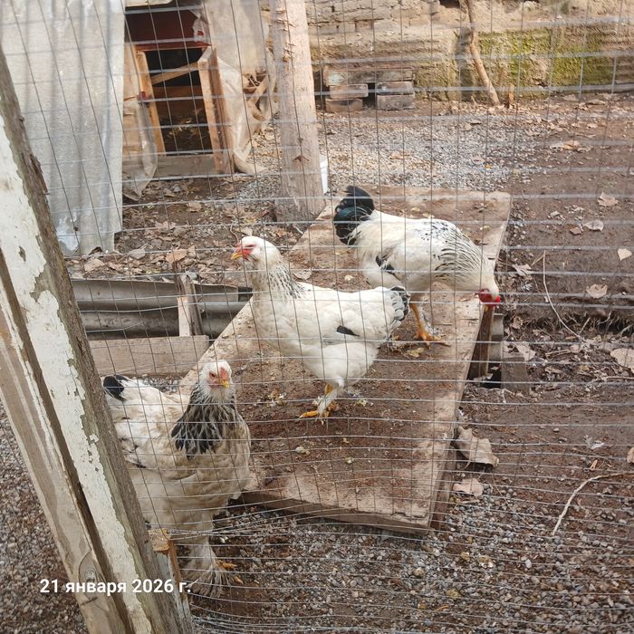 Товуклар брама..