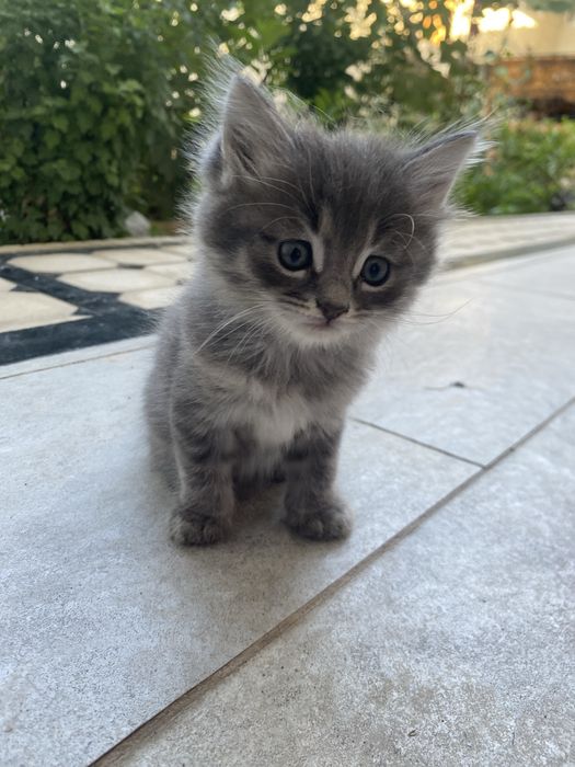 Кошка продоётся