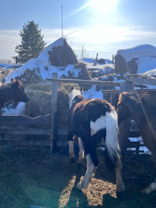 Продам 3 жабағы, село Карлуга