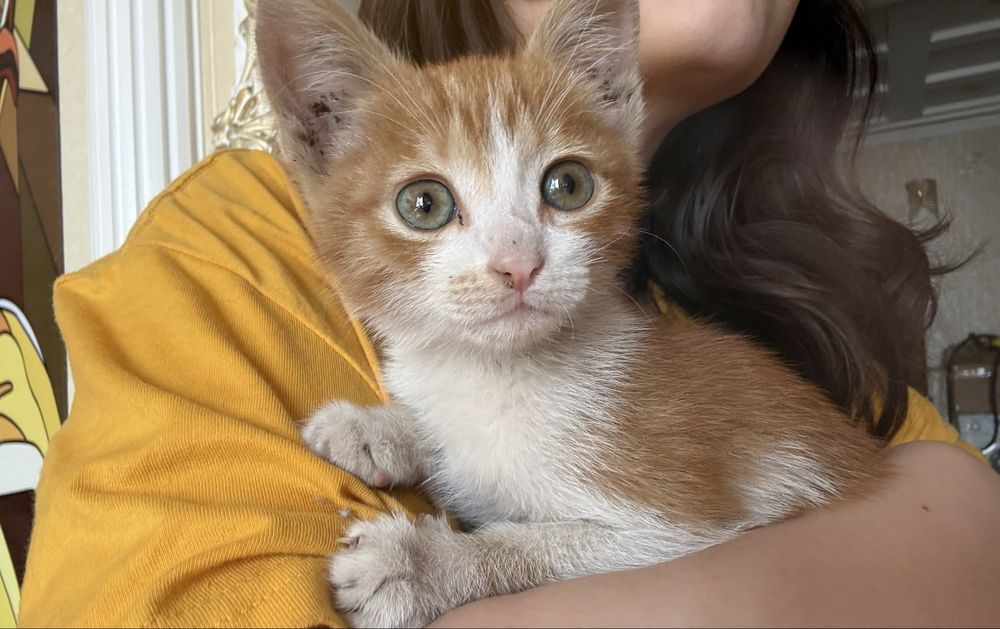 Котенок рыжий в хорошие руки