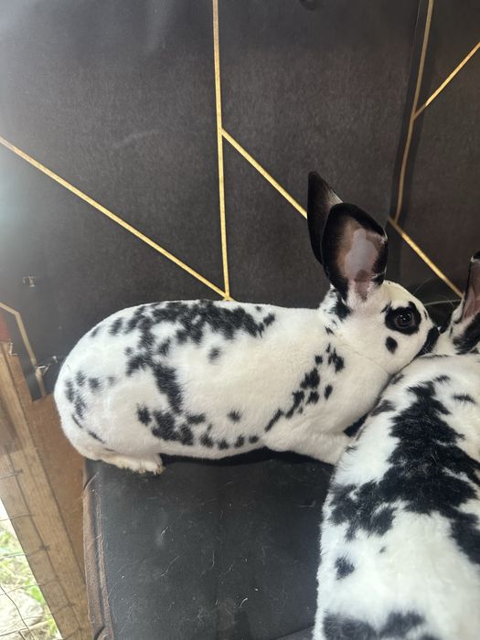 Iepuri U.G Galben , Rex Dalmatian Rex Castor Bacau • OLX.ro
