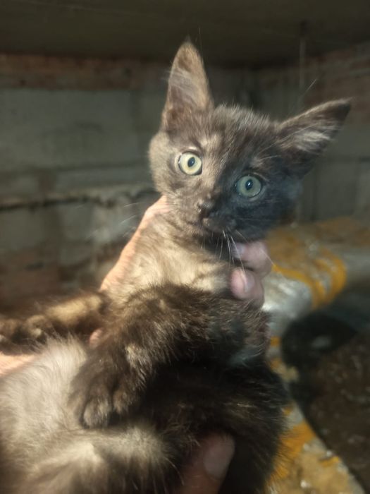 Ищут дом котятки
