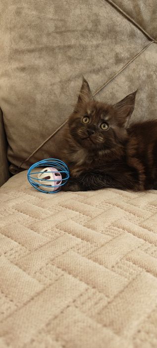 Продаются Мейн кунчики