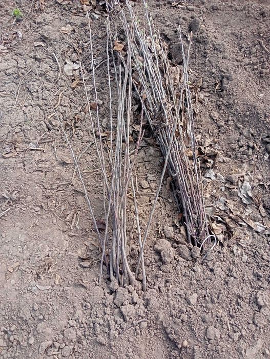 Яблоневые саденцы