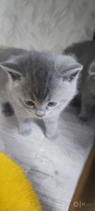 Котята мальчишки Scottish fold & Straight