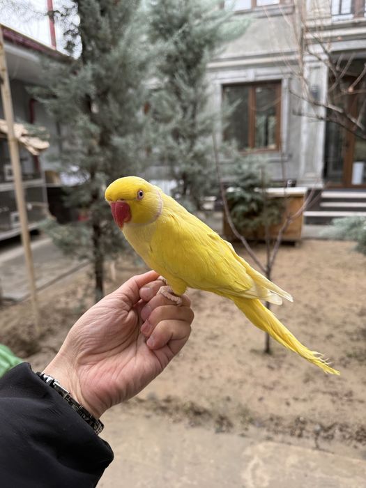 Ожереловый попугай