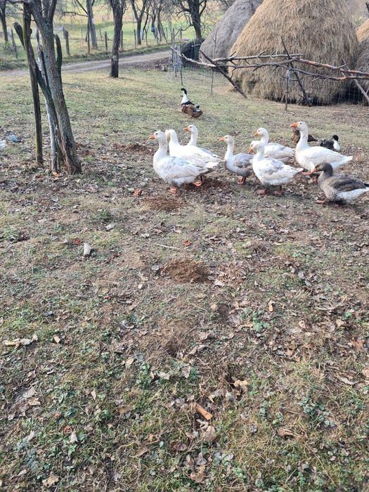 Gâște românești de vânzare