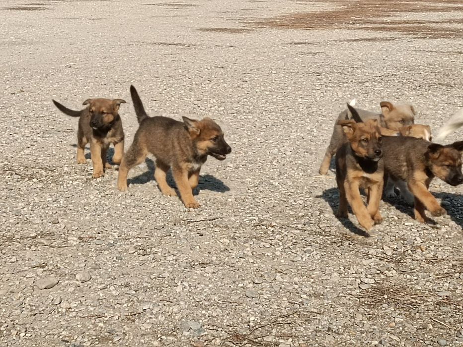 Щенки   (метисы)