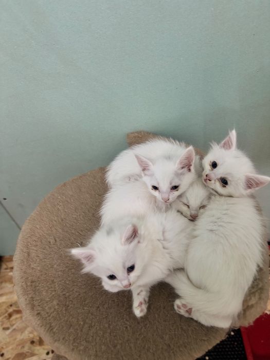 Отдам бесплатно котят