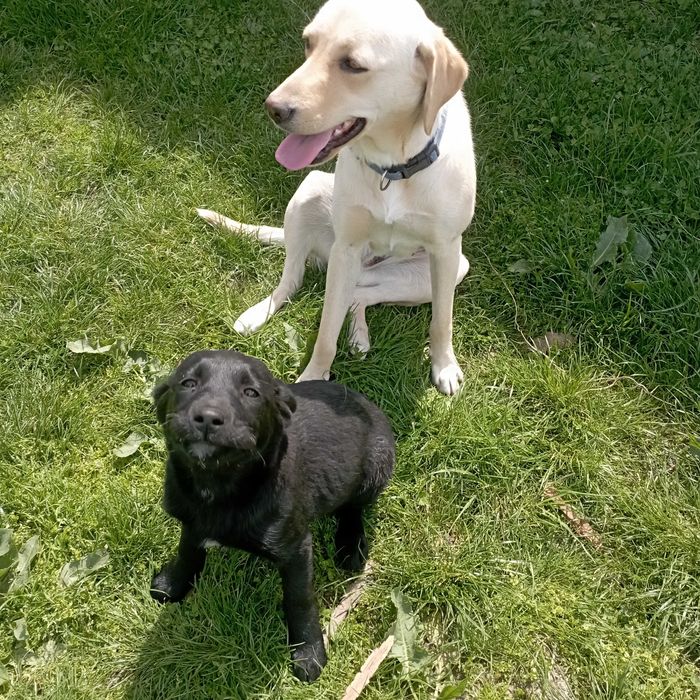 Подарявам женско кучеце