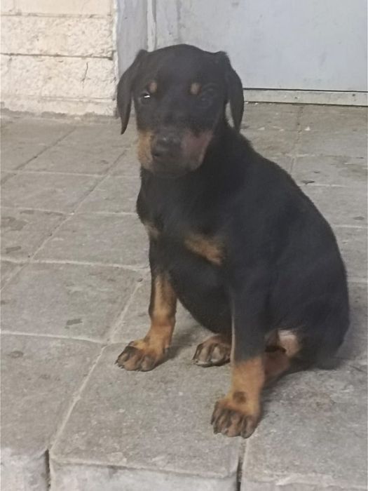 Продам щенка доберман девочка