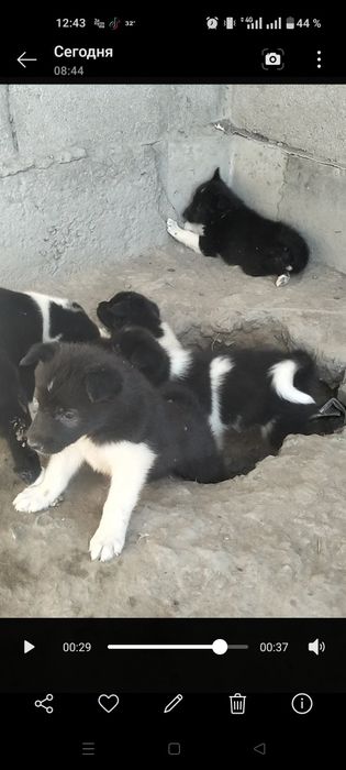 РЕЛайка  күшіктері