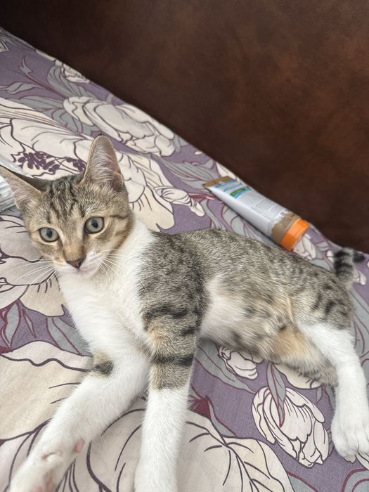 Отдам в добрые руки котенка