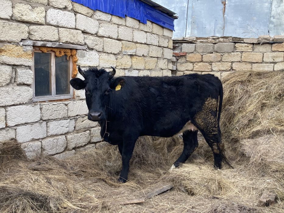 Продам Корову 5 летний.