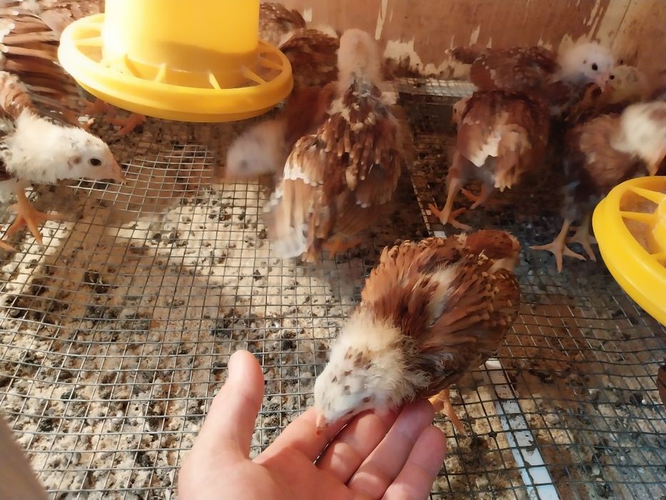 Разплодни яйца от Ексел