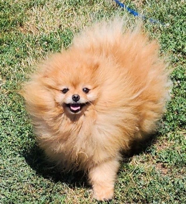 Мини мъжки померан