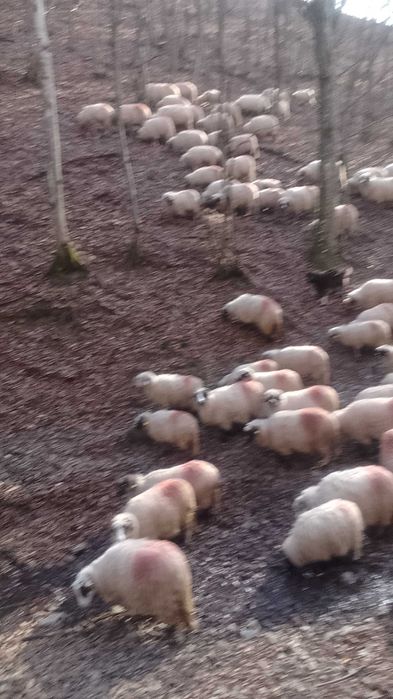 Vând oi 800 leibucata