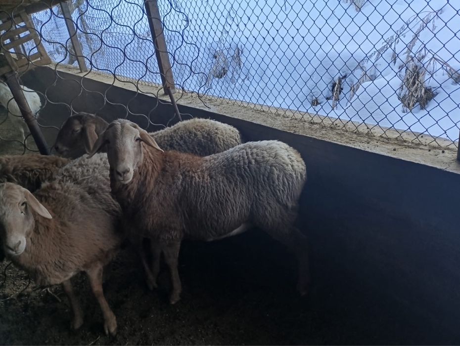 Сек 9 месяцев, баран