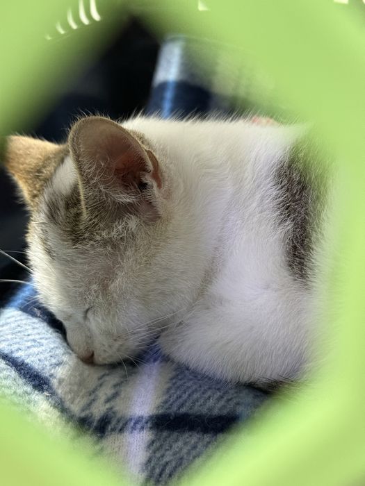 Отдадим котенка в добрые надежные руки!