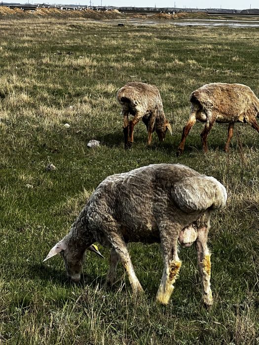 Продам кошкаров