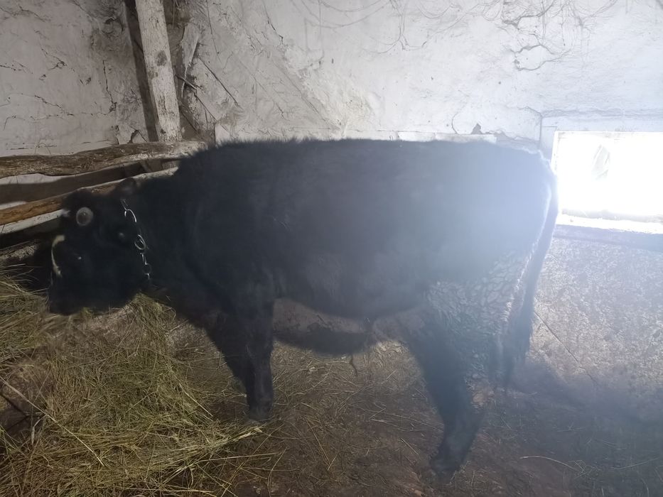 Продам бычка на доращивание