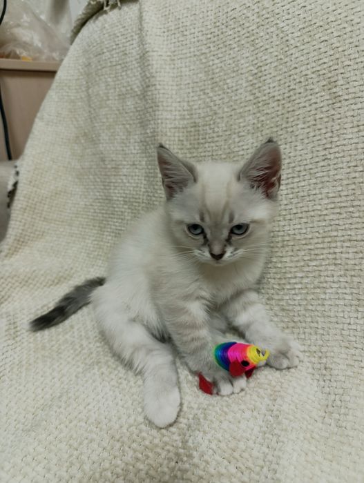 Отдадим котят в добрые руки